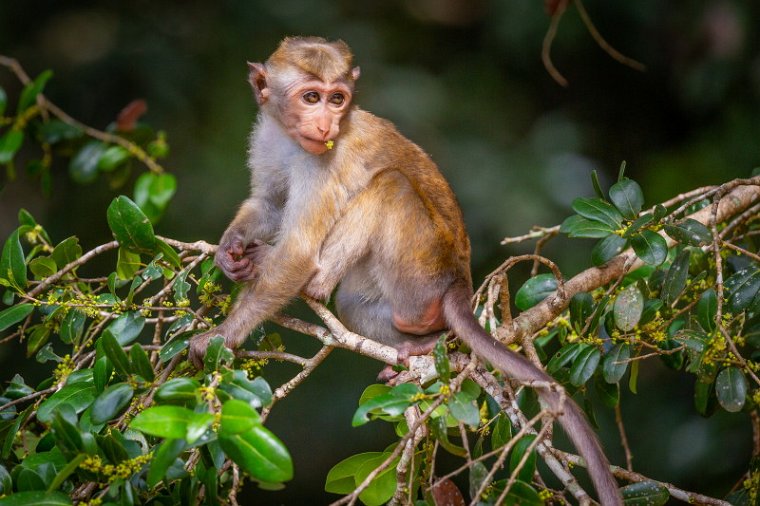 010 Wilpattu NP, ceylonkroonaap.jpg